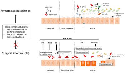 Clostridium Difficile Toxin